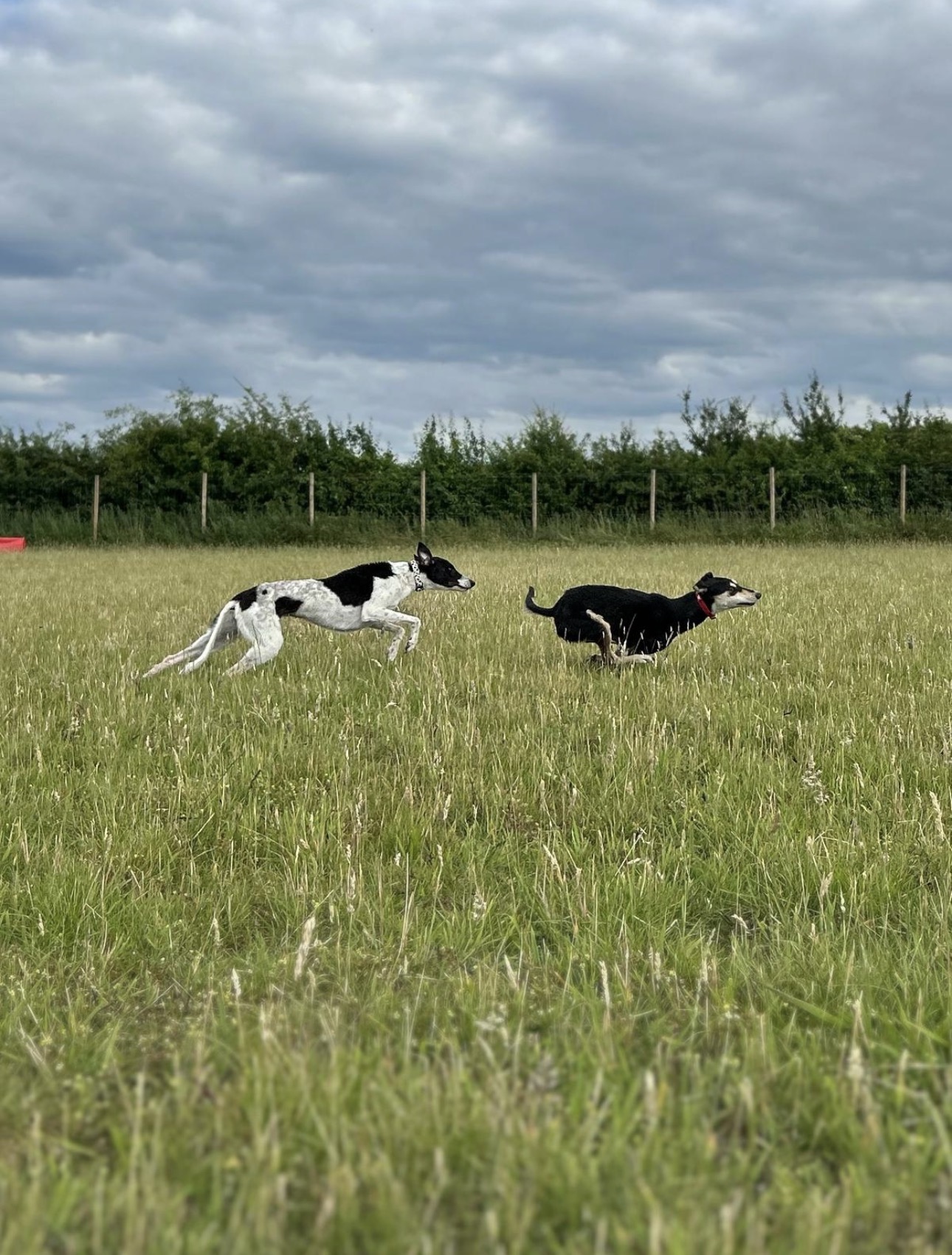 Two sighthounds running
