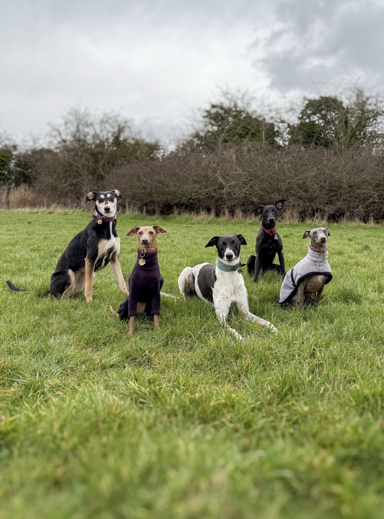Group of sighthounds